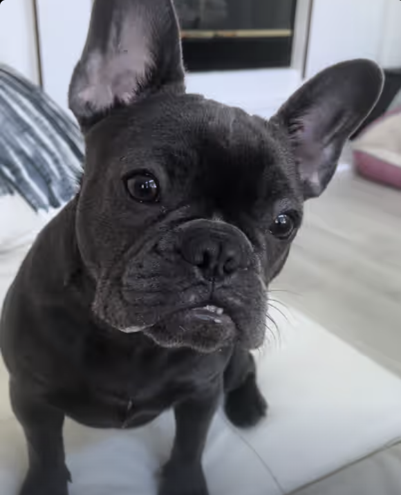 Little Frenchie Yoda - You don’t think I am a pretzels monster, do you?